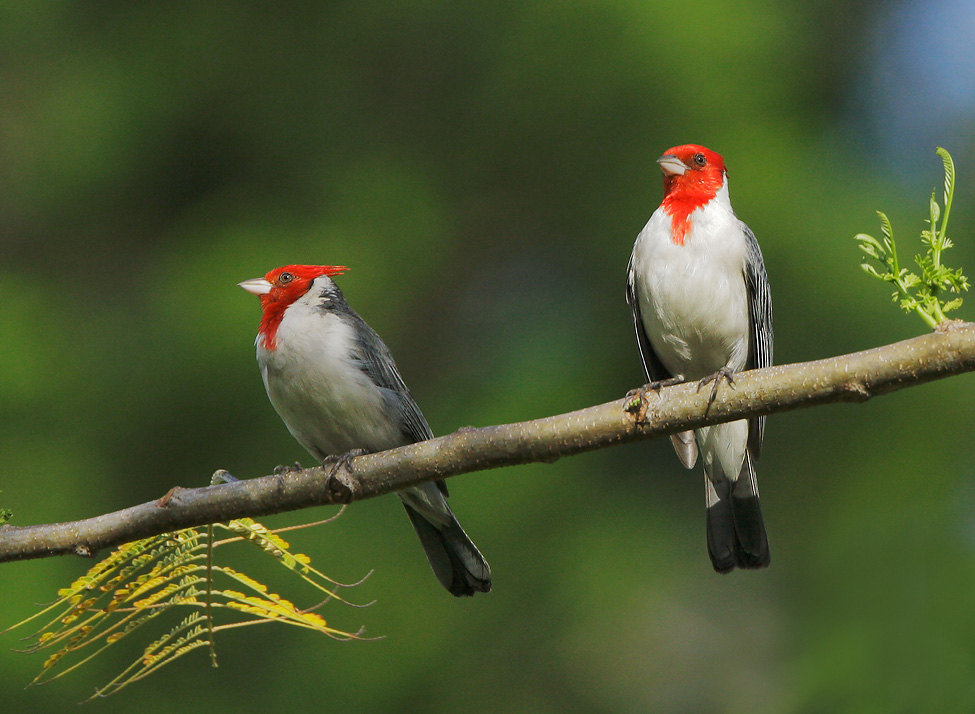 Red-crested Cardinals, 6/16/07,&nbsp; Haena, Kauai, HI