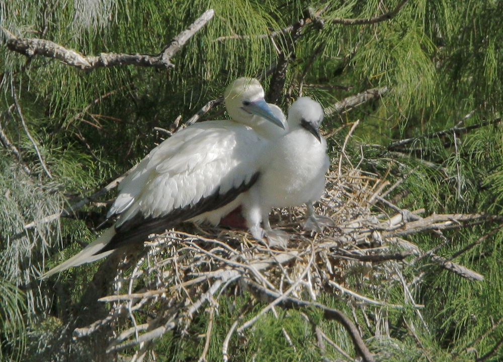 Red-footed Boobies, adult with nestling, 6/13/07, Kilauea NWR, Kauai, HI