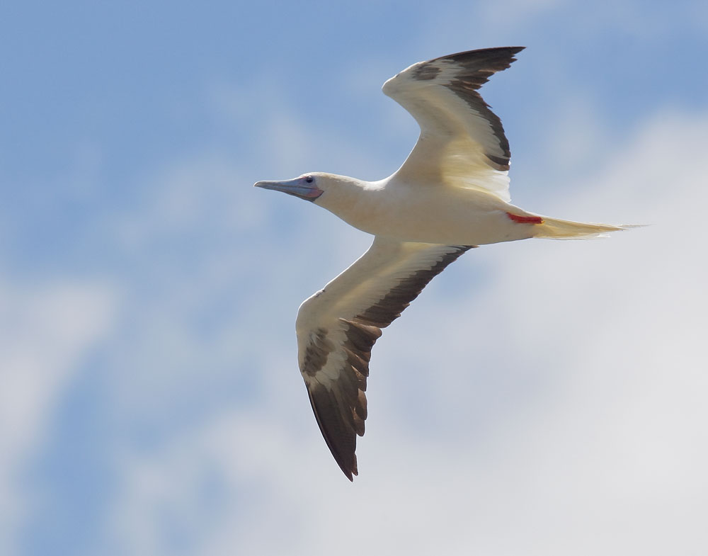 Red-footed Booby, 6/28/08, Kilauea Lighthouse, Kauai, HI