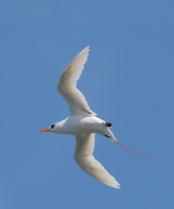 Red-tailed Tropicbird, 6/11/07, Kilauea NWR, Kauai, HI