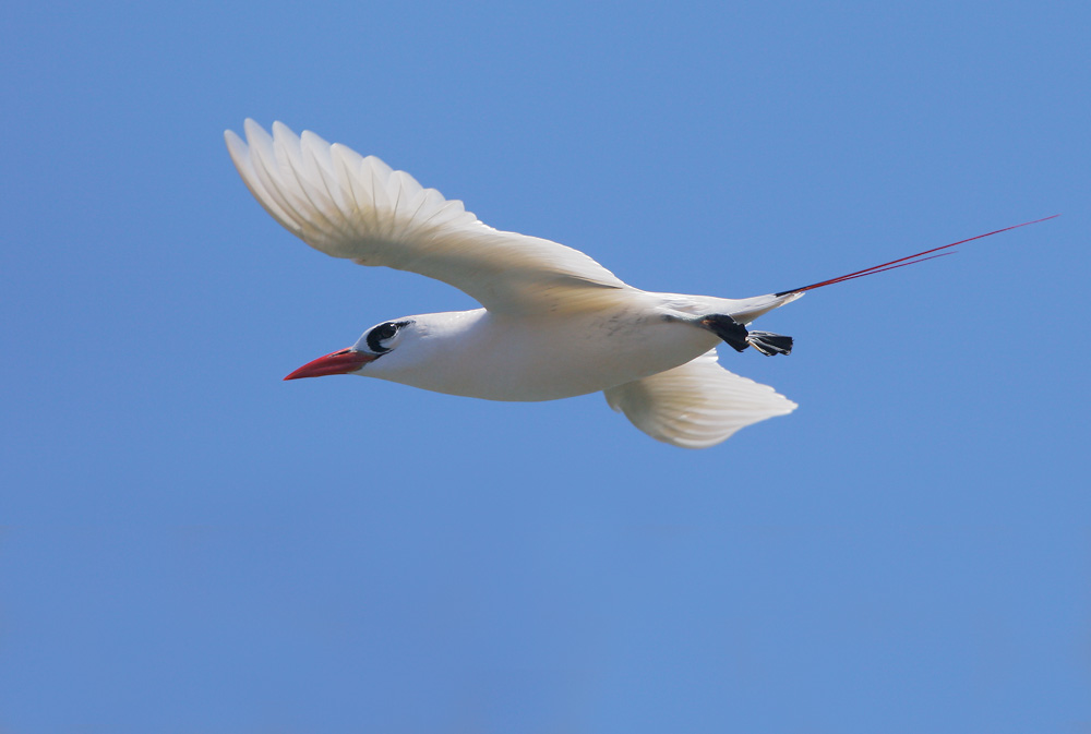 Red-tailed Tropicbird, 6/11/07, Kilauea NWR, Kauai, HI