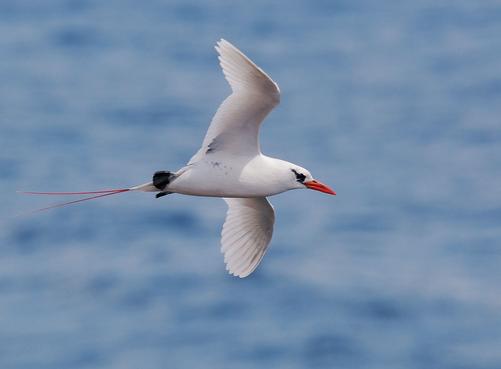 Red-tailed Tropicbird, 6/24/08, Kilauea Lighthouse, Kauai, HI