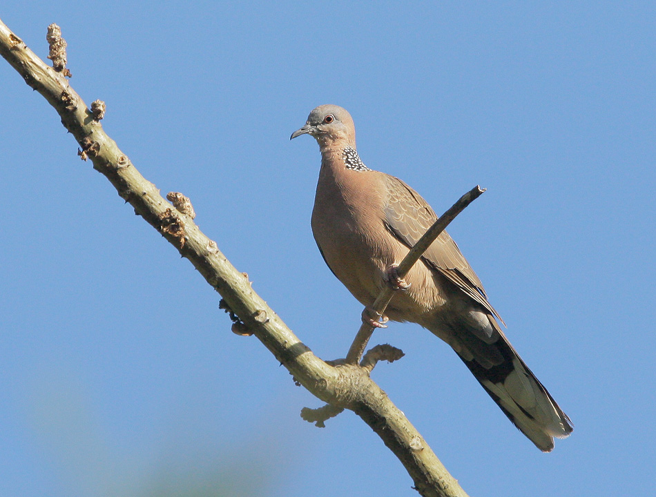 Spotted Dove, 6/12/07, Haena, Kauai, HI