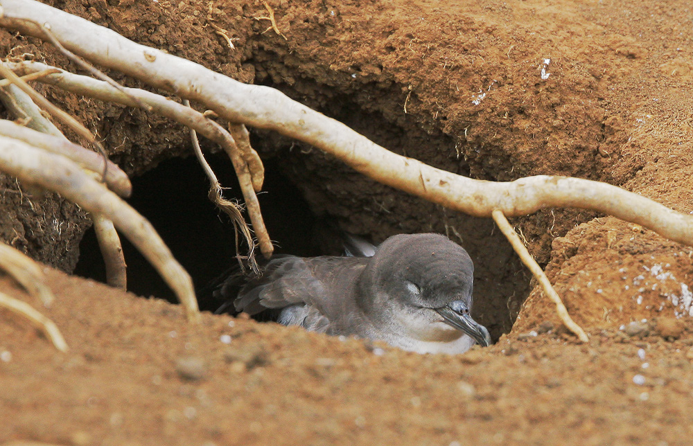 Wedge-tailed Shearwater, adult in nest, 6/16/07, Kilauea NWR, Kauai, HI