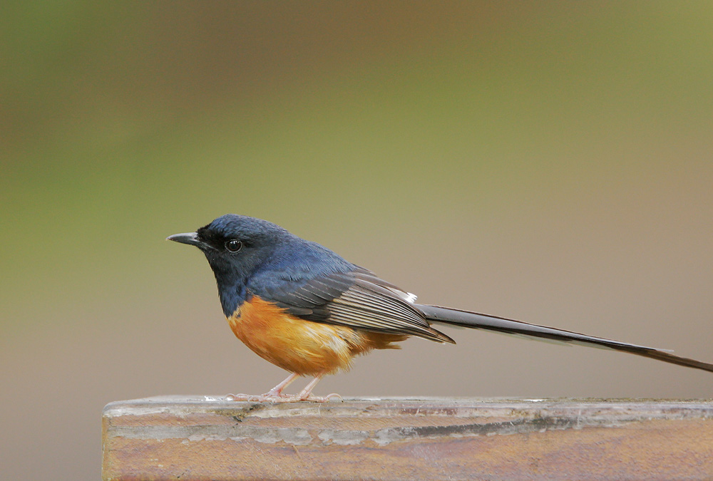 White-rumped Shama, 6/14/07, Haena, Kauai, HI