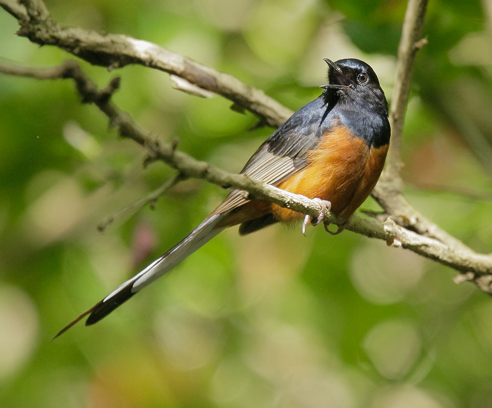 White-rumped Shama, male singing, 6/29/08, Haena, Kauai, HI