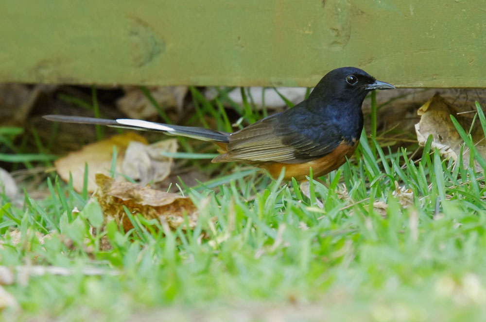 White-rumped Shama, male, 6/25/08, Haena, Kauai, HI