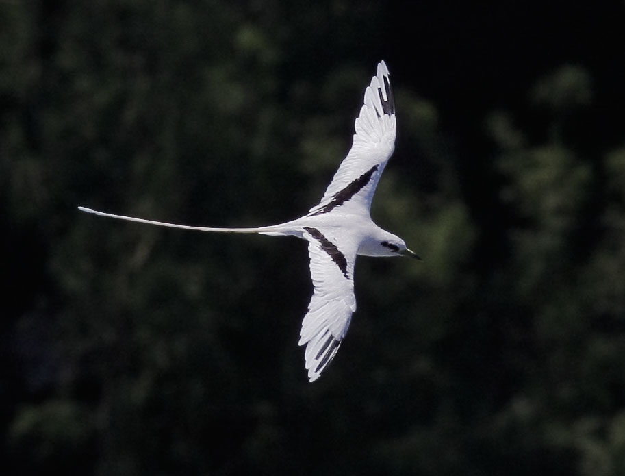 White-tailed Tropicbird, 6/27/08, Kilauea Lighthouse, Kauai, HI