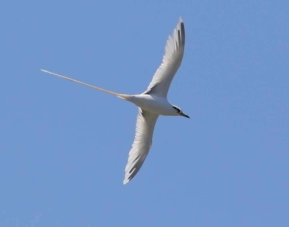 White-tailed Tropicbird, 6/27/08, Kilauea Lighthouse, Kauai, HI
