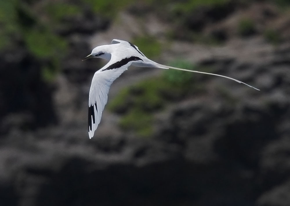 White-tailed Tropicbird, 6/27/08, Kilauea Lighthouse, Kauai, HI