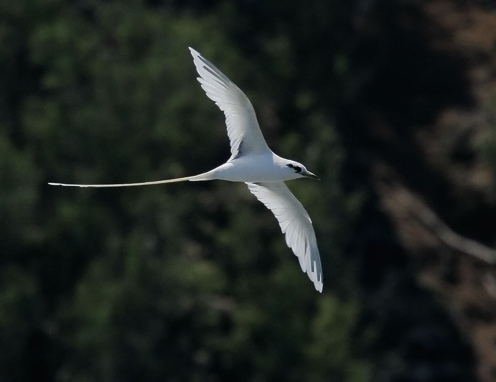 White-tailed Tropicbird, 6/27/08, Kilauea Lighthouse, Kauai, HI