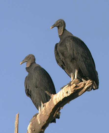 Black Vultures, 1/11/05, El Fuerte River, Sinaloa, Mexico