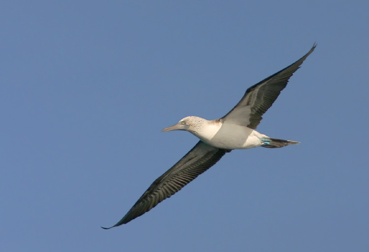 Blue-footed Booby, adult, 1/10/05, Los Islotes, Gulf of California, Baja Sur, Mexico