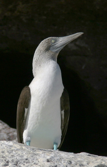 Blue-footed Booby, adult, 1/10/05, Los Islotes, Gulf of California, Baja Sur, Mexico