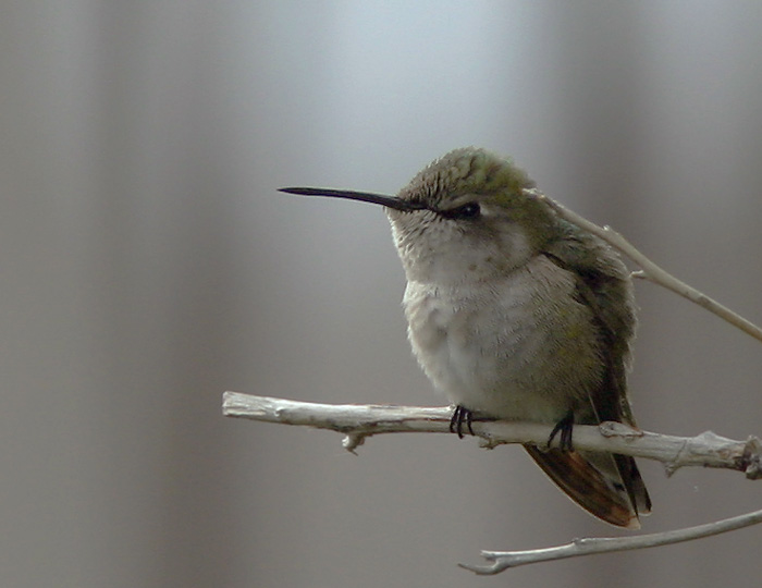 Costa's Hummingbird, female, 1/6/05, La Paz, Baja Sur, Mexico