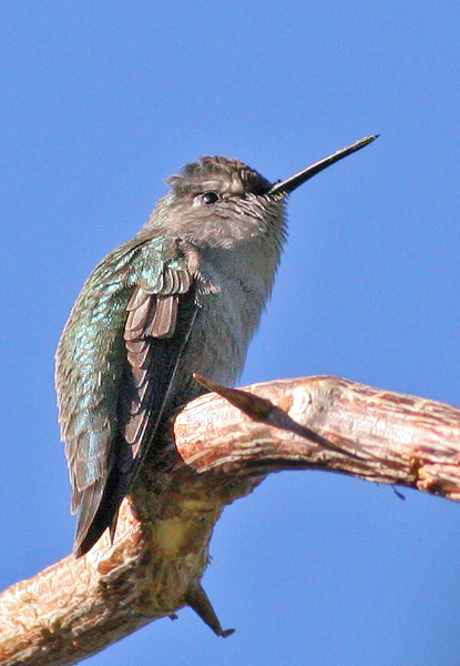 Costa's Hummingbird, female, 12/24/05, our yard, near the Malecon, La Paz, BCS 