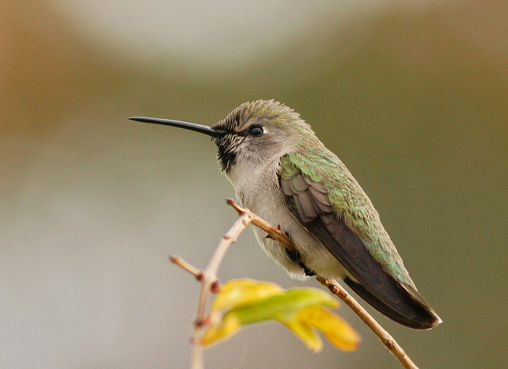 Costa's Hummingbird, young male, 12/27/05, near Malecon, La Paz, BCS