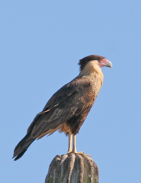 Crested Caracara, 12/21/05, Route 19 south of La Paz, BCS