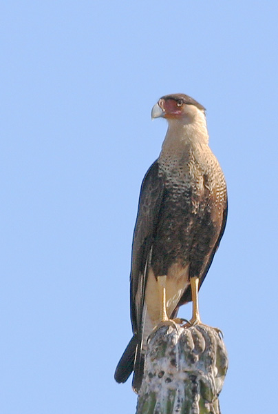 Crested Caracara, 12/21/05, Route19 south of La Paz, BCS