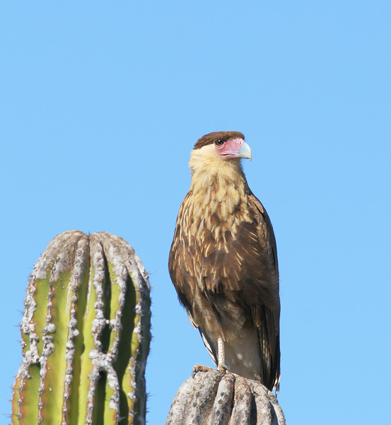 Crested Caracara, juvenile. 12/21/05, south of Todos Santos