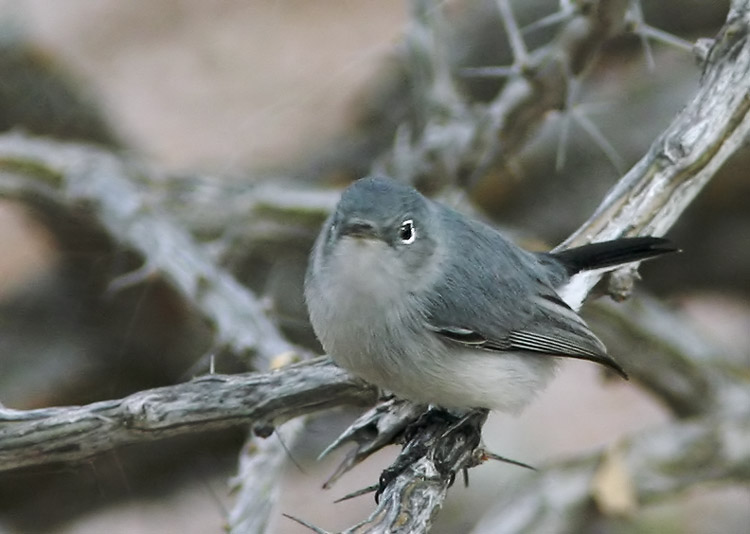 Gnatcatcher sp, 1/9/05, Isla San Francisco, Baja Sur, Mexico
