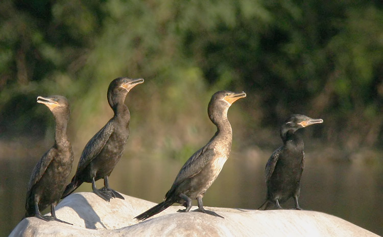 Neotropic Cormorants, 3 first winter, one adult, 1/11/05, El Fuerte River, Sinaloa, Mexico