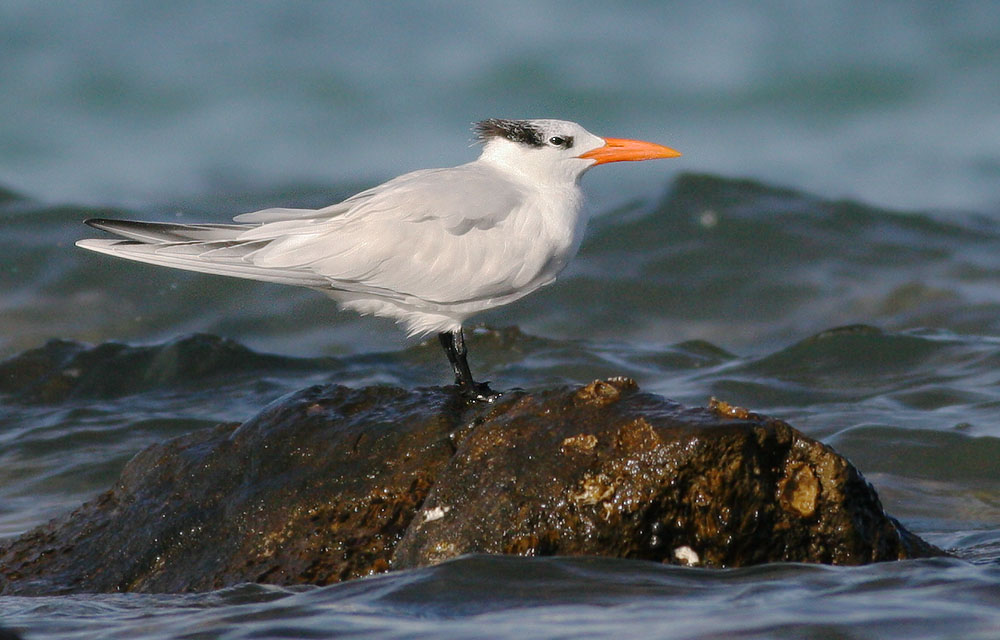 Royal Tern, winter plumage, 12/19/05, La Paz, BCS, Mexico