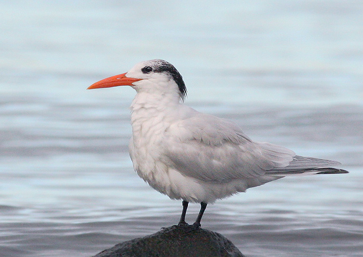 Royal Tern, winter plumage, 1/1/06, Malecon, La Paz, Baja California Sur