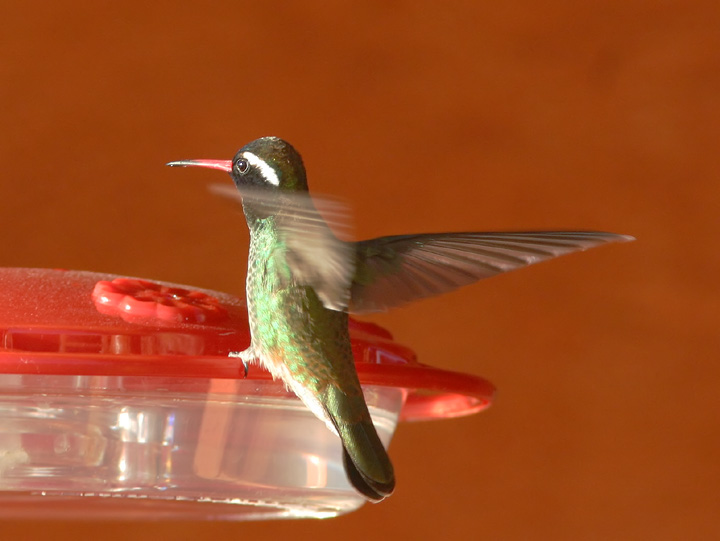 White-eared Hummingbird, male, 1/13/05, Hotel Mirador, Copper Canyon, Chihuahua, Mexico