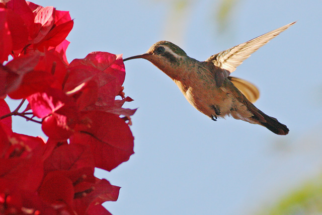 Xantus's Hummingbird, female, 12/21/05, Todos Santos, BCS