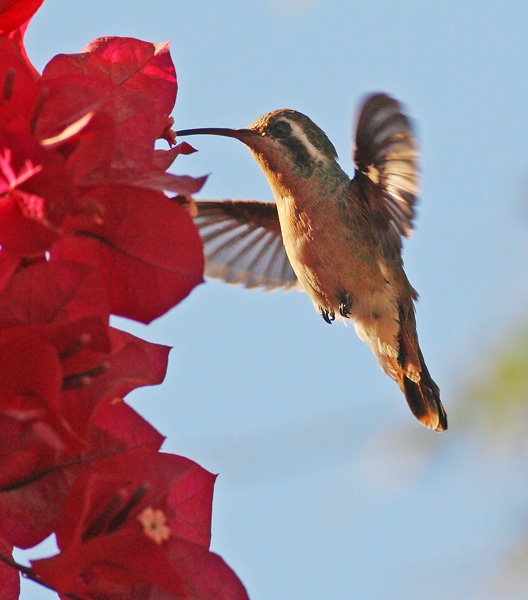 Xantus's Hummingbird, female, 12/21/05, Todos Santos, BCS