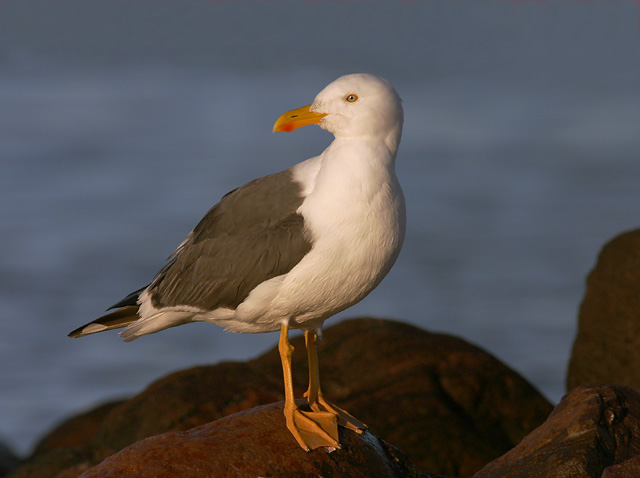 Yellow-footed Gull, adult, 1/7/05, La Paz, Baja Sur, Mexico