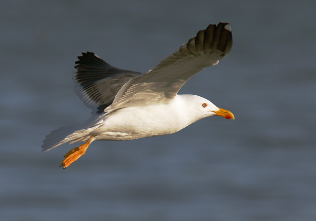 Yellow-footed Gull, adult, 1/7/05, La Paz, Baja Sur, Mexico
