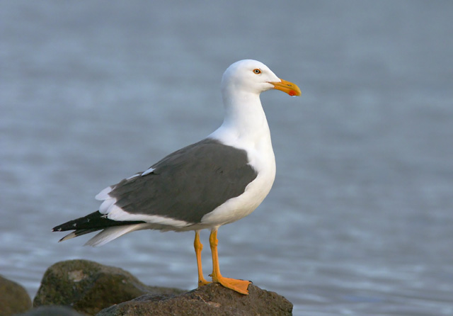 Yellow-footed Gull, adult, 1/7/05, La Paz, Baja Sur, Mexico