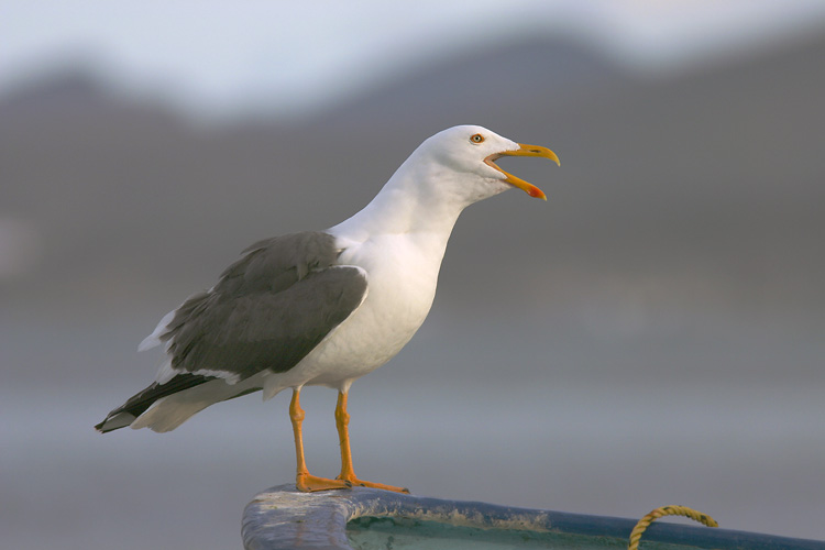 Yellow-foooted Gull, adult, 1/5/05, La Paz, Baja Sur, Mexico