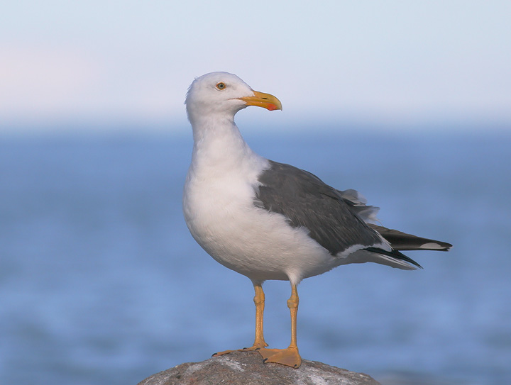 Yellow-footed Gull, 12/19/05, Malecon, La Paz, BCS