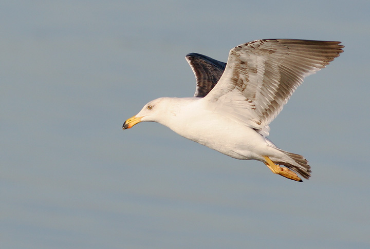 Yellow-footed Gull, second winter, 12/23/05, Malecon, La Paz, BCS