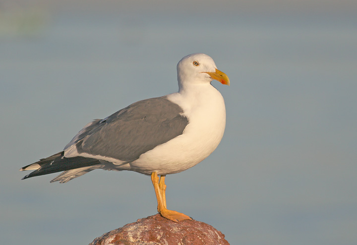 Yellow-footed Gull, 12/22/05, Malecon, La Paz, BCS