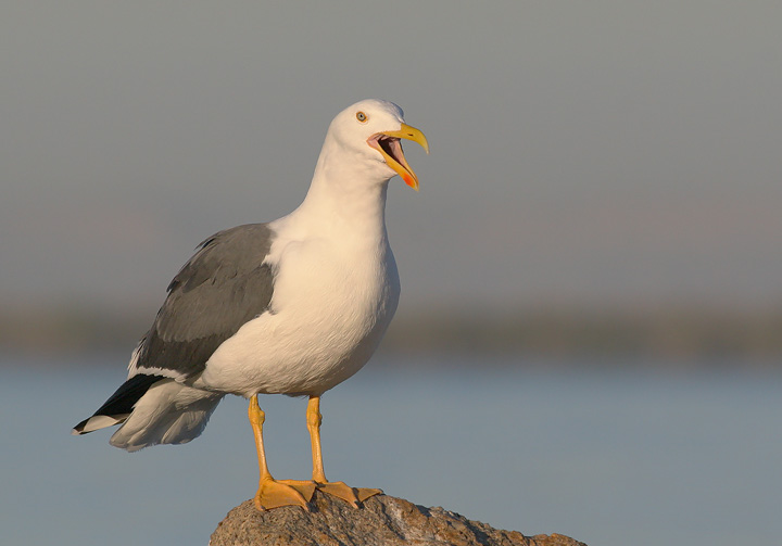 Yellow-footed Gull, 12/22/05, Malecon, La Paz, BCS