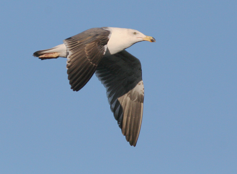 Yellow-footed Gull, second winter, 12/22/05, Malecon, La Paz, BCS, Mexico