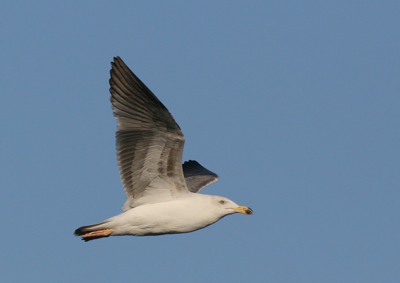 Yellow-footed Gull, second winter, 12/22/05, Malecon, La Paz, BCS, Mexico