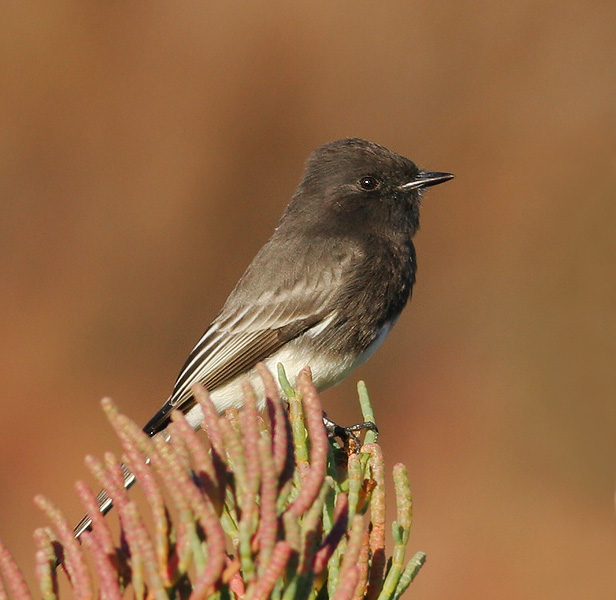 Black Phoebe, 11/20/05, Palo Alto Baylands