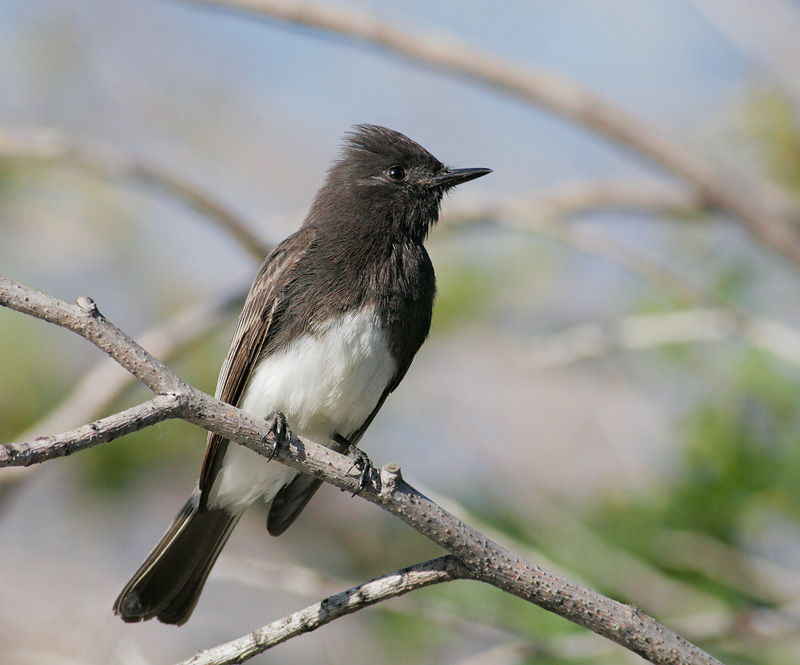 Black Phoebe, 12/1/06, Stevens Creek north of 101