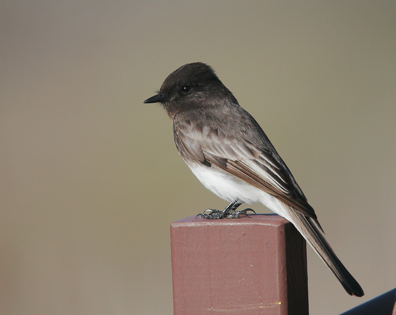 Black Phoebe, 1/3/07, Salinas State Beach, Monterey Co