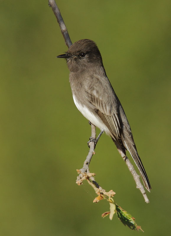 Black Phoebe, 10/23/08, Frenchman's Park, Stanford campus