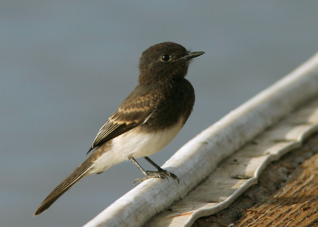 Black Phoebe, juvenile, 6/20/04, Palo Alto Baylands Park