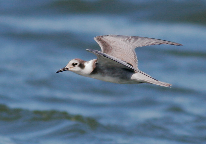 Black Tern, juvenile, 8/14/07, Edwards NWR, Alviso