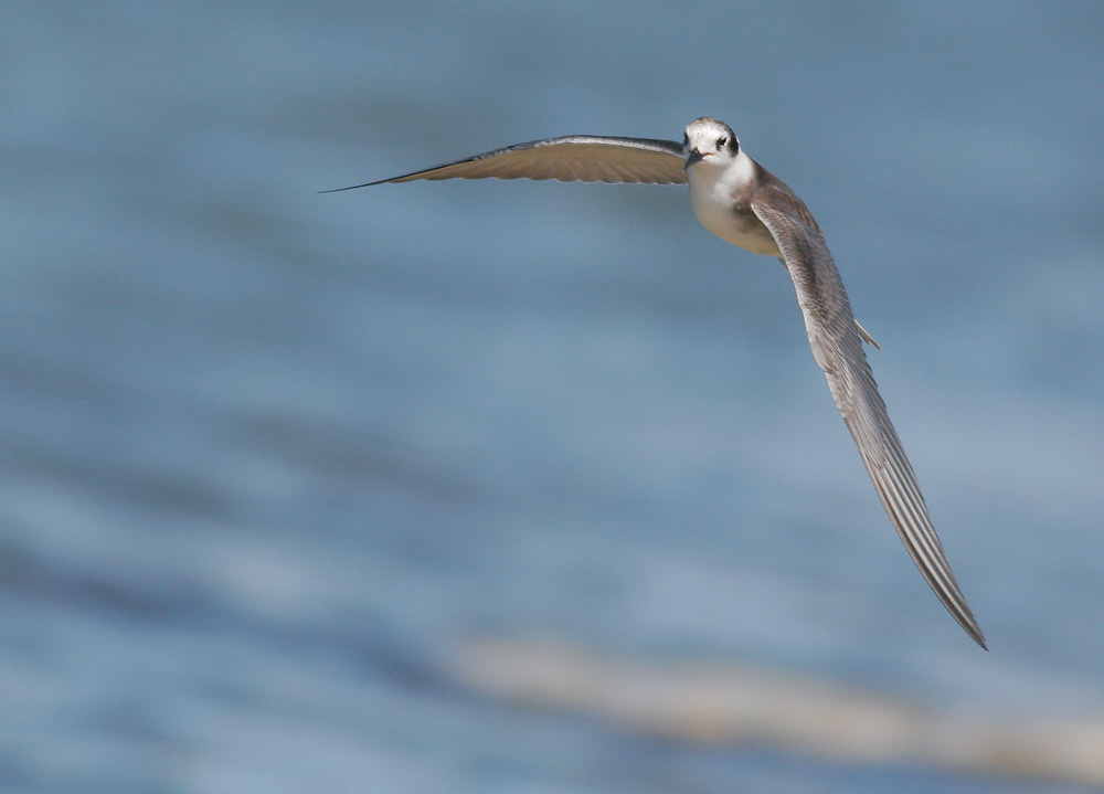 Black Tern, juvenile, 8/14/07, Edwards NWR, Alviso