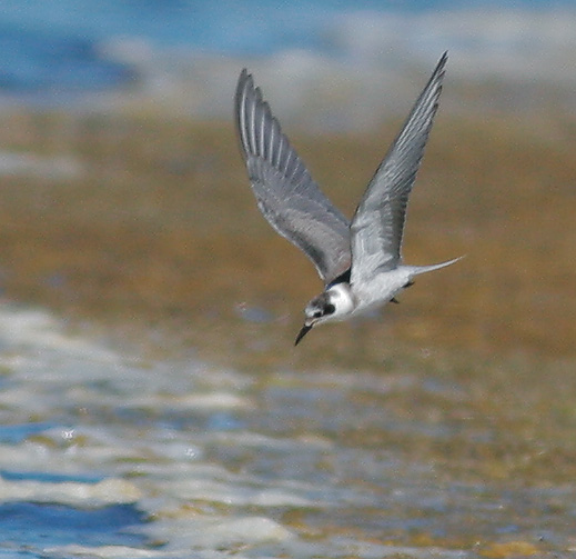 Black Tern, juvenile, 8/14/07, Edwards NWR, Alviso