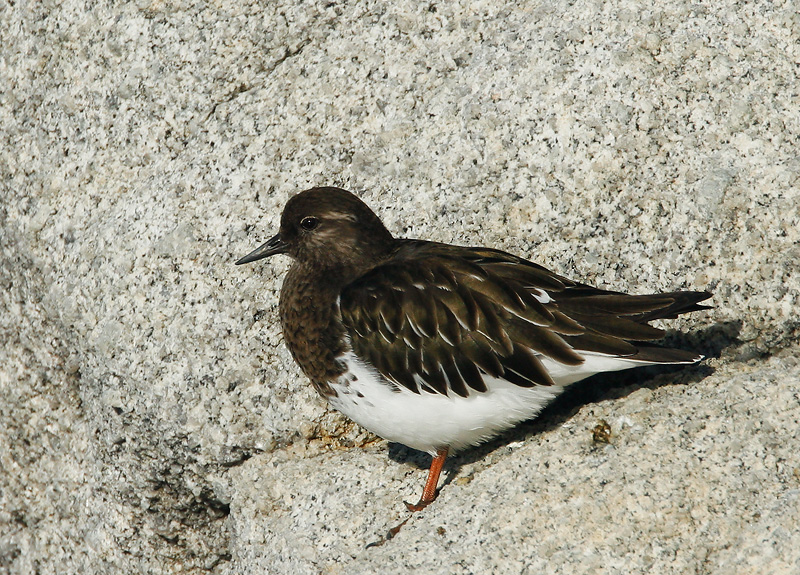 Black Turnstone, 1/1/07, Point Pinos, Pacific Grove, Monterey Co